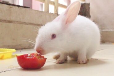 Can Rabbits Eat Tomatoes [ Must Watch ] Animal Eating Video || Cute Rabbits Videos || Pets Life