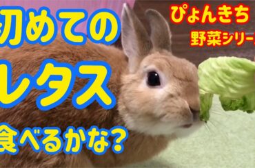 【うさぎ】ぴょんきち初めてのレタス【かわいい】Cute rabbit eat leaf for the first time #13