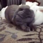 Crazy cute bunny rabbit 😜