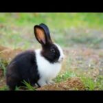 Black & White Rabbit Enjoying | Cute Pakistani Rabbit Enjoying | Video Wild Animals