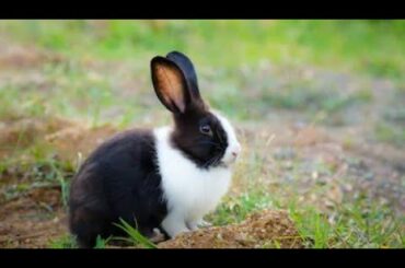 Black & White Rabbit Enjoying | Cute Pakistani Rabbit Enjoying | Video Wild Animals