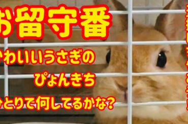 【うさぎ】ぴょんきちのお留守番【かわいい】Cute rabbit house-watching #2