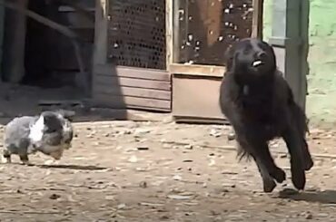 Rabbit hilariously chases playful dog around yard