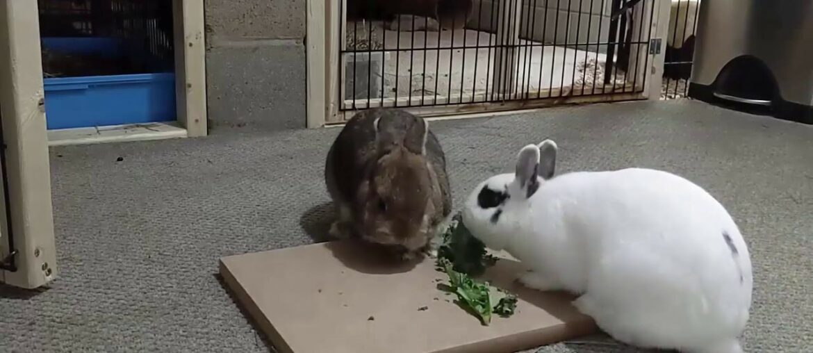 Cute Rabbits Eating Kale | Rabbits love eating Kale | The Fluffy Crew