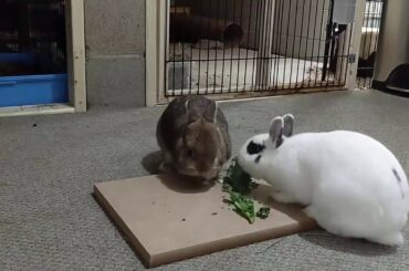 Cute Rabbits Eating Kale | Rabbits love eating Kale | The Fluffy Crew