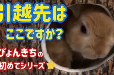 【うさぎ】ぴょんきち初めての引越【かわいい】Cute rabbit change residence for the first time #13