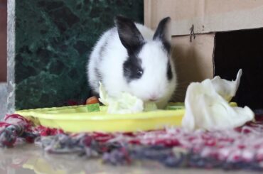 Very Cute Rabbit Eating Cabbage || Cute Rabbits Video || Bunny Rabbit Video || Pets Life