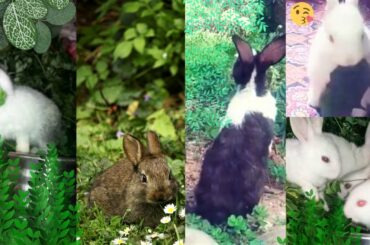Cute baby Rabbits eating leaves|Cutest Baby Bunnies|Alky Silky|