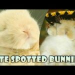 Cute SPOTTED Bunnies
