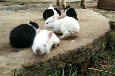 Rabbit and cat baby video