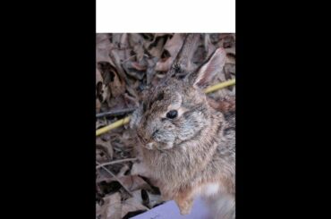 RABBIT TAXIDERMY - Video 1 of 6 - SKINNING