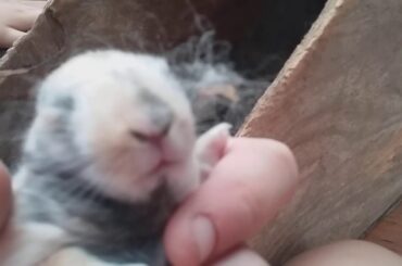 Playing with baby bunnies