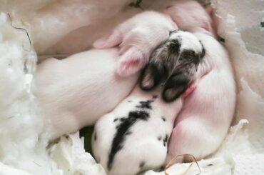 BEBES CONEJITOS DURMIENDO EN EL NIDO. CUTE BUNNIES. 🐰🐇🐰