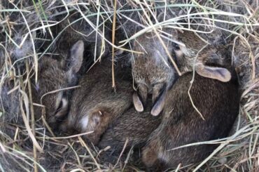 Cute animals ep 1  bunnies