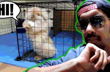 Watching Over Bunnies