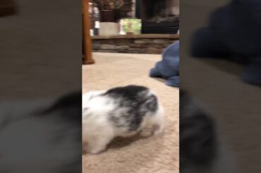 Baby Bunny Can’t hop yet!