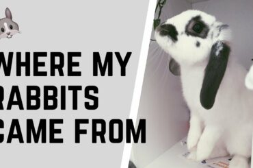 TWO CUTE BUNNIES | WHERE MY RABBITS CAME FROM + VLOG COMING SOON!