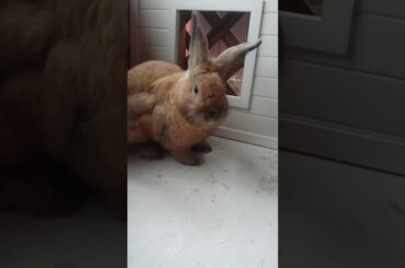 So so cute bunny