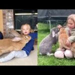 Rabbit - A Funny And Cute Bunny Videos Compilation || NEW HD Top Video