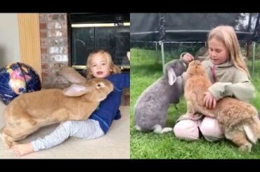 Rabbit - A Funny And Cute Bunny Videos Compilation || NEW HD Top Video