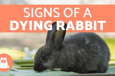5 Signs Your Rabbit is Dying