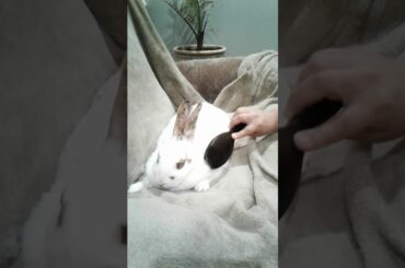 Grooming a cute bunny