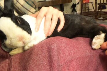 Tickling a rabbit's fluffy feet!