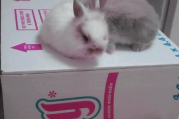 Baby Bunnies Playing