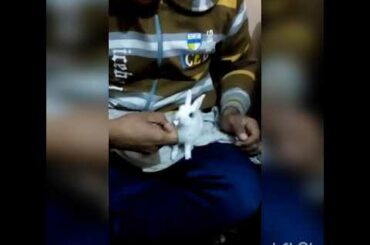 baby rabbit feeds on 🍼 by syringe