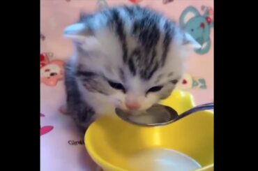 Cute baby animals Videos Compilation cute moment of the animals Soo Cute! #30