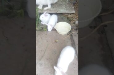 Rabbit video