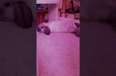 Cute rabbit laying down