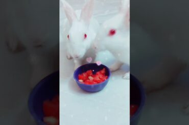 Cute bunny Tiktok videos 😍
