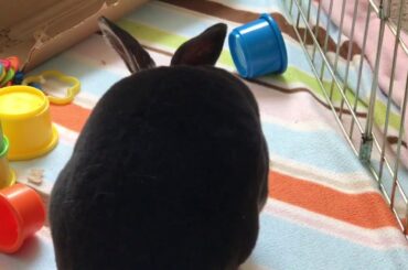 Black Otter Mini Rex bunny rabbit Playing with new toys