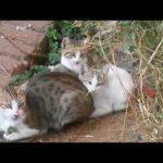 Mommy cat carefully to watching around her kittens for safety - Cute cats - Cutest kittens