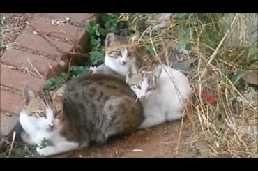Mommy cat carefully to watching around her kittens for safety - Cute cats - Cutest kittens