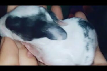 Funny baby bunny rabbit video compilation cute rabbit and mom