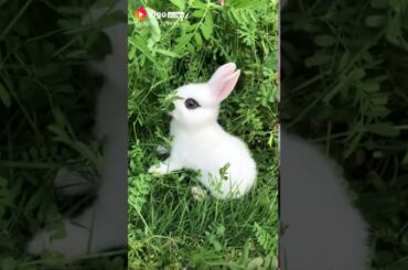 cute rabbit grass eating  gorgeously......