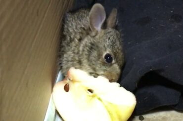 Cute baby bunny eating a slice of apple