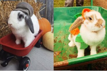 Adorable Rabbit 🐇Cute Rabbits Doing Funny Thing Compilation