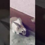 Cute rabbit behavior part 2