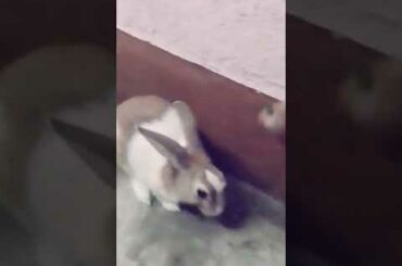 Cute rabbit behavior part 2