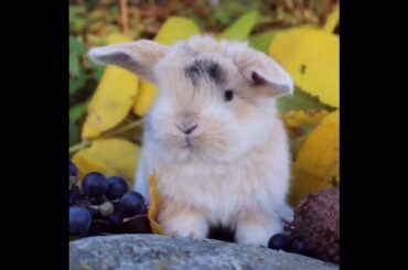 Cute Baby Rabbits #14