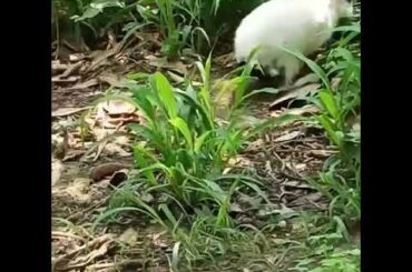 My cutest rabbit 🐰 in world