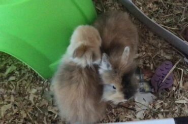 My cute bunnies