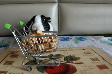 Angry Rabbit throwing cute trolly continuously