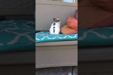 Cute Rabbit