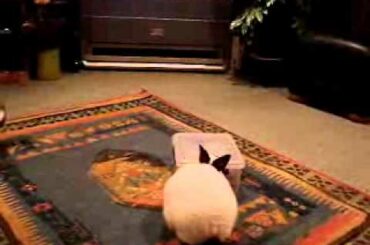 Cute Bunny Steals Cookies