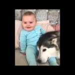 cute baby animals videos compilation sooo cute