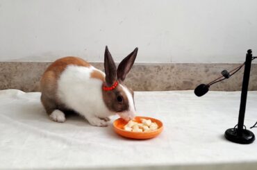 Cute Rabbit eating Apple  - ASMR Eating show - Videos for Kids - Видео для детей